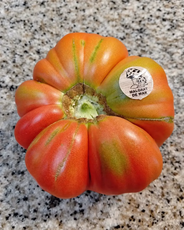 Tomate Rosamei de forma acostillada