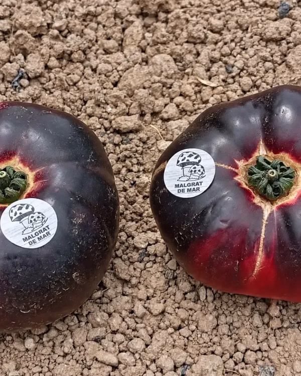 Dos tomates Mar Blau sobre la tierra