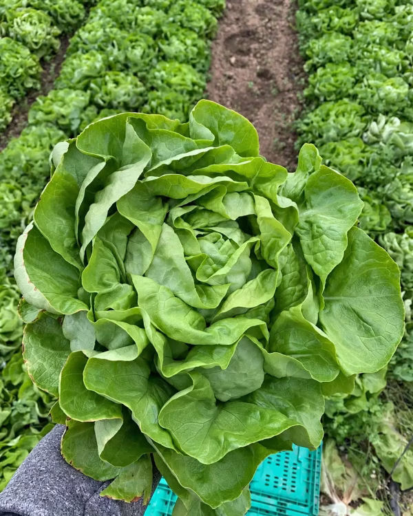 Lechuga trocadero entre las filas de cultivo