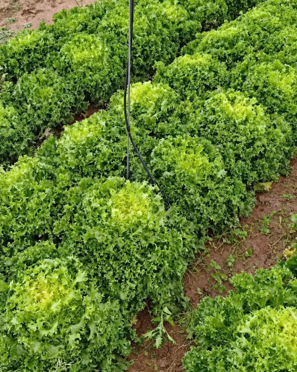 Escarolas en las filas de cultivo antes de la recolección