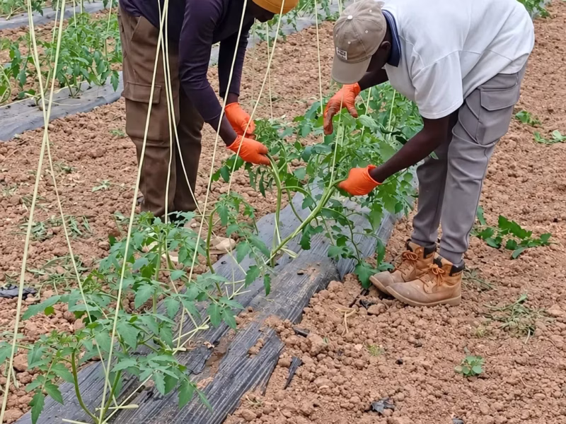 Dos personas trabajando entre las tomateras