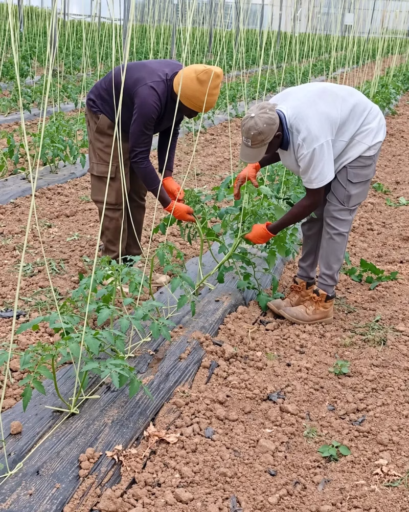 Dos personas trabajando entre las tomateras