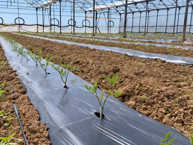 Plantación de tomateras en el invernadero