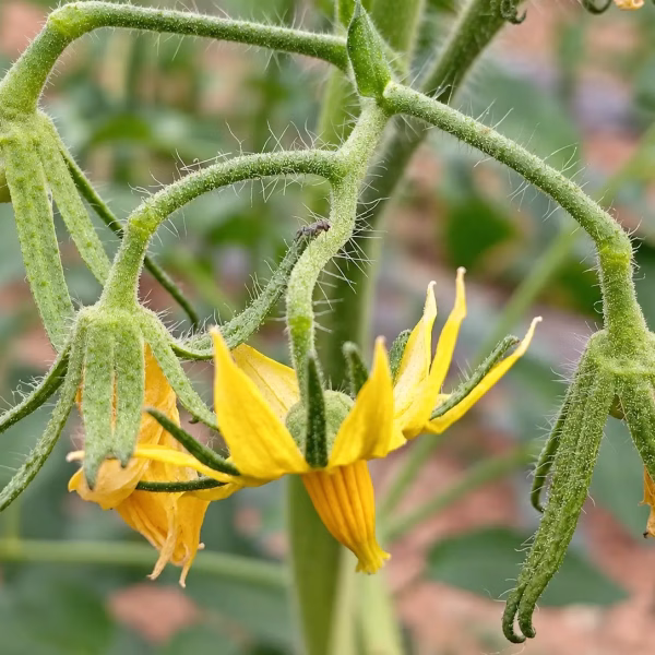 Flores amarillas de una tomatera