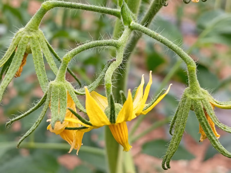 Flores amarillas de una tomatera