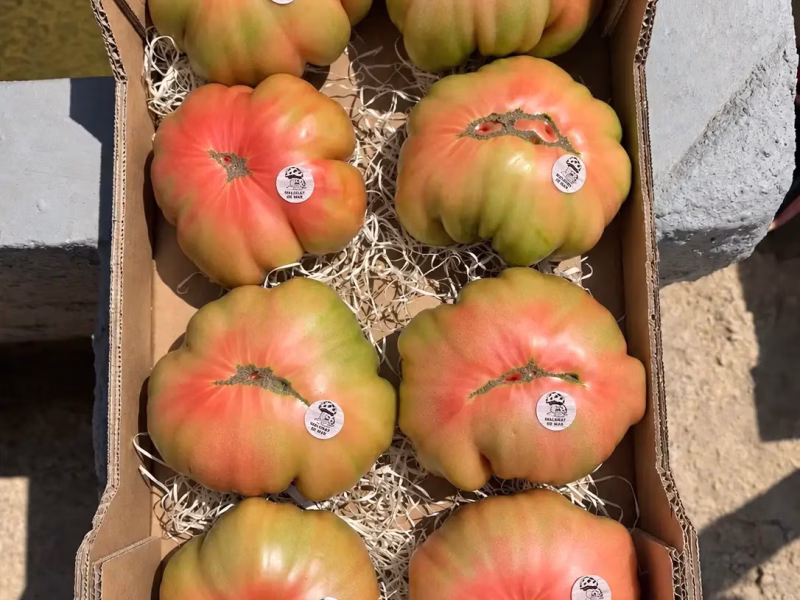Tomates Rosamei seleccionados en una caja